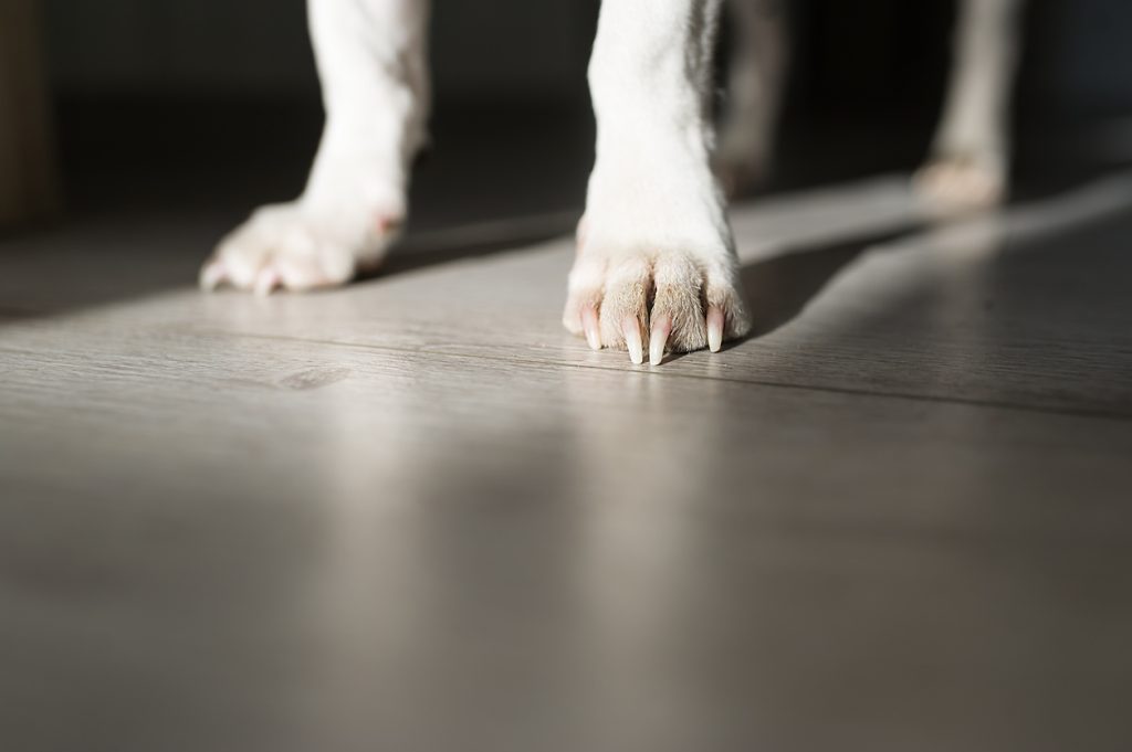 Focus on dog's feet in sunshine indoors