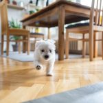 Benefits of Having Hardwood Floors in Your Home