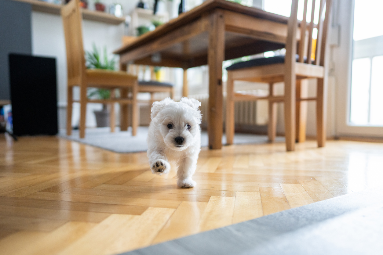 You are currently viewing Benefits of Having Hardwood Floors in Your Home
